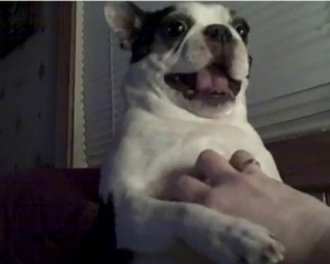 VIDEO: Ένα σκυλάκι που του αρέσει το γαργάλημα!!! - Φωτογραφία 1