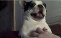 VIDEO: Ένα σκυλάκι που του αρέσει το γαργάλημα!!!