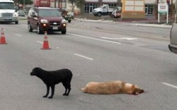 Αψήφησε τα διερχόμενα αυτοκίνητα για να είναι δίπλα στο νεκρό σκύλο - Φωτογραφία 1