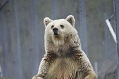 Γιατί τα ζώα πέφτουν σε χειμερία νάρκη;