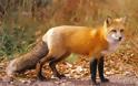 ΣΟΚΑΡΙΣΤΙΚΟ:  Έψησε αλεπού για να ταΐσει τα παιδιά του…