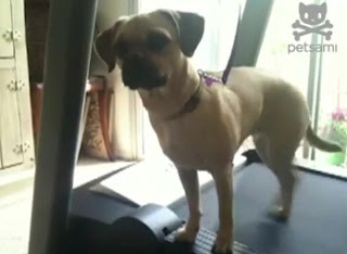 Ο σκύλος που κάνει διάδρομο στα πλάγια! [Video] - Φωτογραφία 1