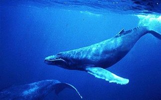 Μπορούν οι φάλαινες να προβλέψουν τους σεισμούς; - Φωτογραφία 1