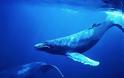 Μπορούν οι φάλαινες να προβλέψουν τους σεισμούς;