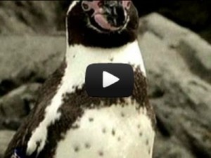 VIDEO: Ο πιγκουίνος το έσκασε και μια… ολόκληρη πόλη τον ψάχνει - Φωτογραφία 1