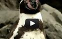 VIDEO: Ο πιγκουίνος το έσκασε και μια… ολόκληρη πόλη τον ψάχνει