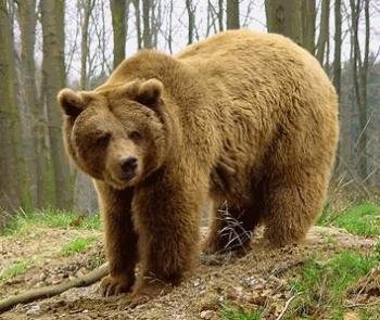 Αρκούδα κλέβει τα λάδια από τα νεκροταφεία! - Φωτογραφία 1