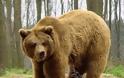 Αρκούδα κλέβει τα λάδια από τα νεκροταφεία!