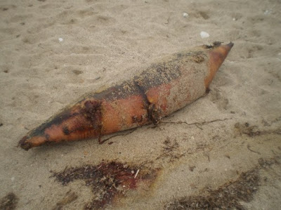 Νεκρό δελφίνι στη Λευκάδα - Φωτογραφία 3