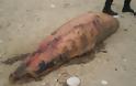 Νεκρό δελφίνι στη Λευκάδα