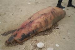Νεκρό δελφίνι στη Λευκάδα