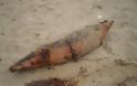 Νεκρό δελφίνι στη Λευκάδα - Φωτογραφία 3