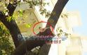 Παρελθόν ο αιωνόβιος πλάτανος στην Π. Τσαλδάρη στην Πρέβεζα [video] - Φωτογραφία 3
