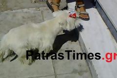 Πάτρα: Ο Πασκάλ είναι σκυλί 4Χ4 κάνει όπισθεν, σούζες και φέρνει τσιγάρα... [video]