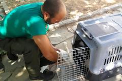Απελευθέρωση πελαργών μετά από περίθαλψη…
