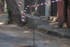 Φύτρωσε δέντρο στο δρόμο της Δροσιάς