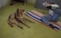 Σκύλος κάνει yoga με την ιδιοκτήτρια του [Video]