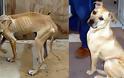 Συγκινητικές φωτογραφίες σκύλων πριν και μετά την υιοθεσία!