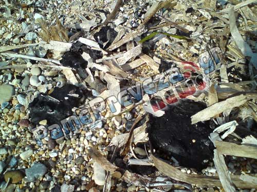 Εδώ και μια εβδομάδα θαλάσσια χελώνα σαπίζει στο Μονολίθι – Γεμάτη με πίσσες η ακτή - Φωτογραφία 2