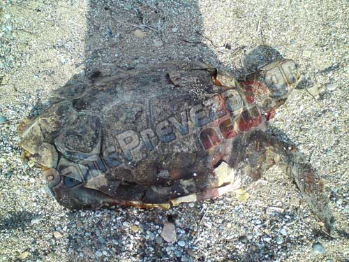 Εδώ και μια εβδομάδα θαλάσσια χελώνα σαπίζει στο Μονολίθι – Γεμάτη με πίσσες η ακτή - Φωτογραφία 3