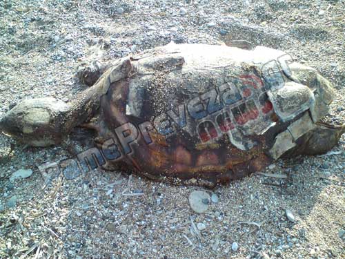 Εδώ και μια εβδομάδα θαλάσσια χελώνα σαπίζει στο Μονολίθι – Γεμάτη με πίσσες η ακτή - Φωτογραφία 4