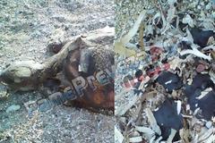 Εδώ και μια εβδομάδα θαλάσσια χελώνα σαπίζει στο Μονολίθι – Γεμάτη με πίσσες η ακτή