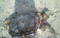 Εδώ και μια εβδομάδα θαλάσσια χελώνα σαπίζει στο Μονολίθι – Γεμάτη με πίσσες η ακτή - Φωτογραφία 3