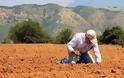 Ποιες είναι οι δύο καλλιέργειες που επιδοτούνται «χρυσά» στην Ελλάδα και αποφέρουν κέρδη έως και 2.000 ευρώ το στρέμμα