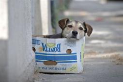 Ψηφίστηκε o νόμος για τη θανάτωση αδέσποτων σκύλων στη Ρουμανία - Φωτογραφία 1