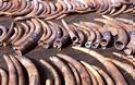 Οι ΗΠΑ καταστρέφουν έξι τόνους ελεφαντόδοντο