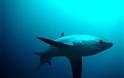 Νεκρά ψάρια στη Χονολουλού μπορεί να προσελκύσουν καρχαρίες