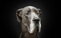 Πορτρέτα σκύλων με… ανθρώπινες εκφράσεις! - Φωτογραφία 8