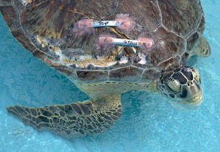 Οδοντίατρος σώζει... χελώνα - Φωτογραφία 1