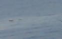 Κοπάδι δελφινιών ανοιχτά της Λήμνου