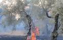 Ηλεία-Τώρα: Φωτιά σε λιοστάσι κοντά στα Δουνέικα