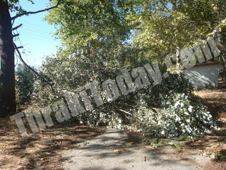 Πτώσεις δέντρων και καταστροφές στην Ξάνθη από την κακοκαιρία - Φωτογραφία 1
