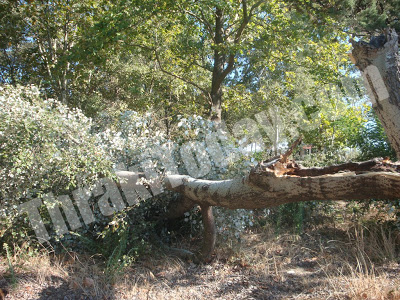 Πτώσεις δέντρων και καταστροφές στην Ξάνθη από την κακοκαιρία - Φωτογραφία 2