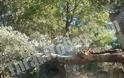 Πτώσεις δέντρων και καταστροφές στην Ξάνθη από την κακοκαιρία - Φωτογραφία 2