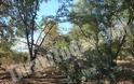 Πτώσεις δέντρων και καταστροφές στην Ξάνθη από την κακοκαιρία - Φωτογραφία 3