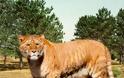 Διασταύρωση λιοντάρι με τίγρη: Το πιο μεγάλο αιλουροειδές στον κόσμο