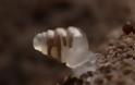 Ανακάλυψαν σαλιγκάρι με διάφανο κέλυφος