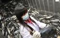 Φουκουσίμα: Ο φόβος της ραδιενέργειας βύθισε το εμπόριο ψαριών