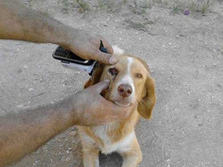 Απίστευτη κτηνωδία εις βάρος σκυλίτσας στην Πρέβεζα - Της έβγαλαν το μάτι - Φωτογραφία 1