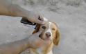 Απίστευτη κτηνωδία εις βάρος σκυλίτσας στην Πρέβεζα - Της έβγαλαν το μάτι