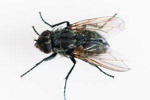 Βρήκαν γιατί η μύγα γλυτώνει πάντα τη μυγοσκοτώστρα - Φωτογραφία 1