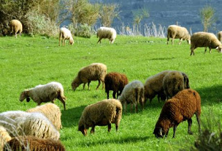 Κρούσματα ευλογιάς σε εκατοντάδες πρόβατα στον Έβρο - Φωτογραφία 1