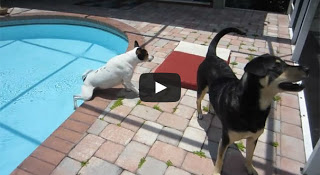 Οι πιο ατσούμπαλοι σκύλοι του κόσμου [Video] - Φωτογραφία 1