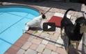 Οι πιο ατσούμπαλοι σκύλοι του κόσμου [Video]