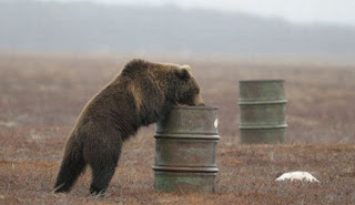 Γρεβενά: Αρκούδα κατασπάραξε ζώα μέσα σε στάβλους - Φωτογραφία 1