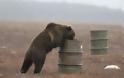Γρεβενά: Αρκούδα κατασπάραξε ζώα μέσα σε στάβλους